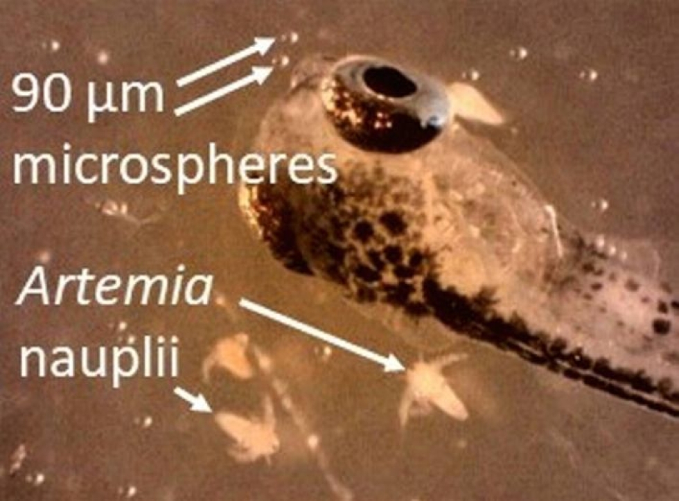 Kuva yliopiston tutkimuksesta. Kuvassa siianpoikanen, 90 mikrometrin kokoista mikromuovia sekä äyriäsplanktonia (Artemia nauplii).