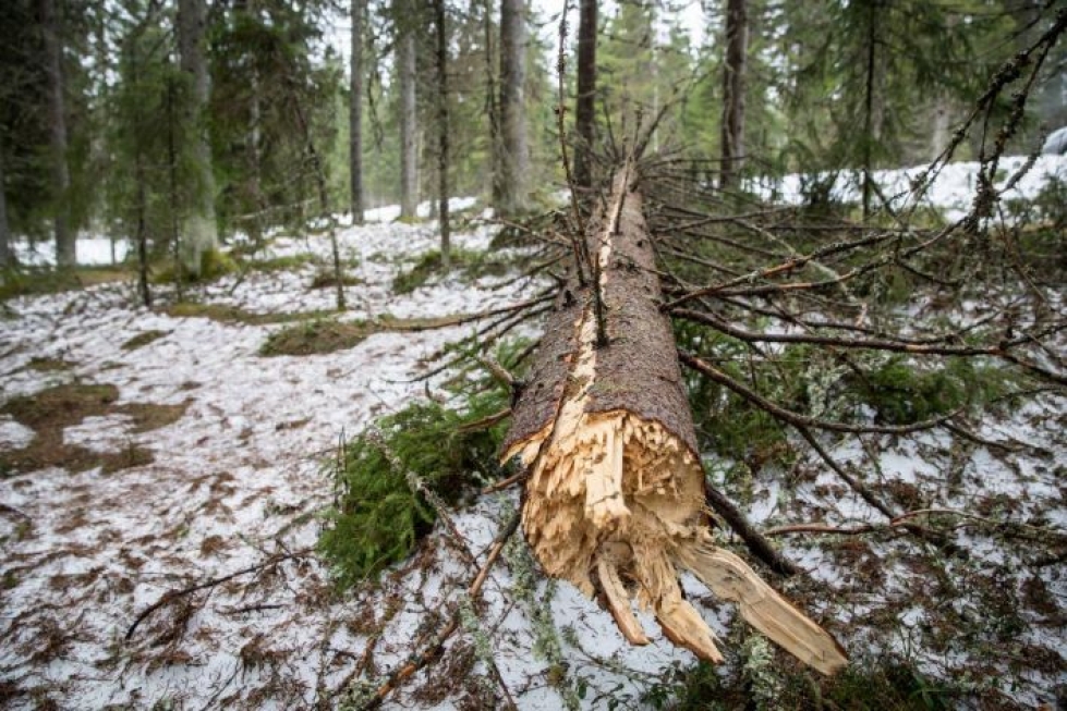 Talven lumikuorma katkoi myös tukkimittaisia puita. Ne toimivat tuhohyönteisten lisääntymispaikkoina, ellei niitä saada ajoissa pois.