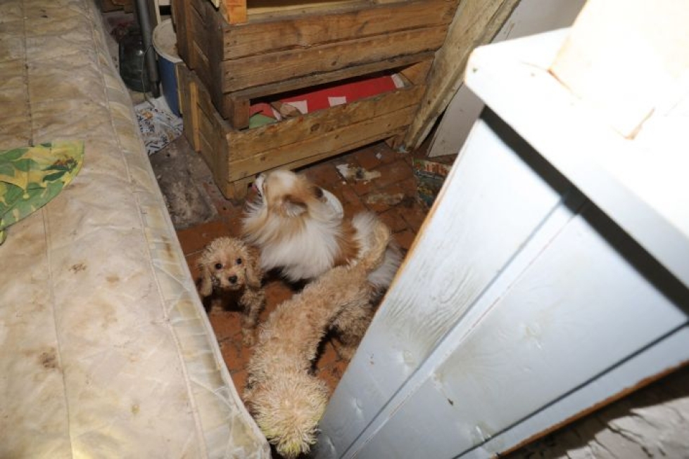 Asunnosta löytyi yhteensä 26 erittäin huonokuntoista koiraa. Lehtikuva/HANDOUT