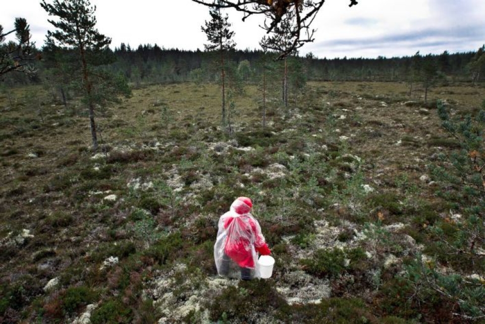 Rikosylikonstaapeli Arto Tynkkysen mukaan viime heinä-lokakuussa maastosta etsittiin 45 kadonnutta Itä-Suomessa. Arkistokuva