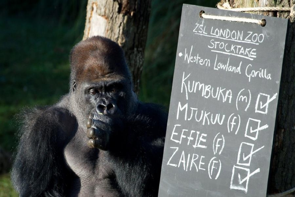 Eläintarha vakuutti koko ajan, ettei irti pääsestä gorillasta ollut vaaraa. LEHTIKUVA/AFP