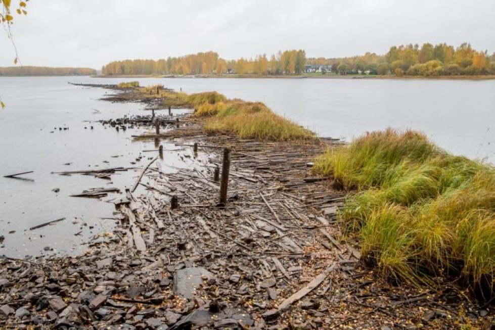 Matalat vedet toivat esiin Pielisjoen pohjassa olevat Utran sahatoiminnan aikaiset jätepuut. Kuva on otettu Utrasta lokakuun alussa.