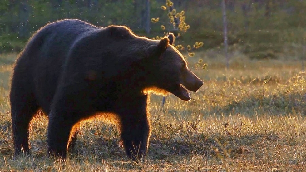 Utranharjun ja Koillisväylän välissä nähtiin keskiviikkoaamuna karhu. Kuvan karhu ei ole nyt nähty yksilö.