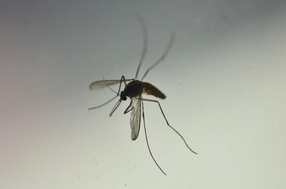 Yhdysvalloissa Floridan Miamissa on todettu zikavirusta hyttysissä. LEHTIKUVA/AFP