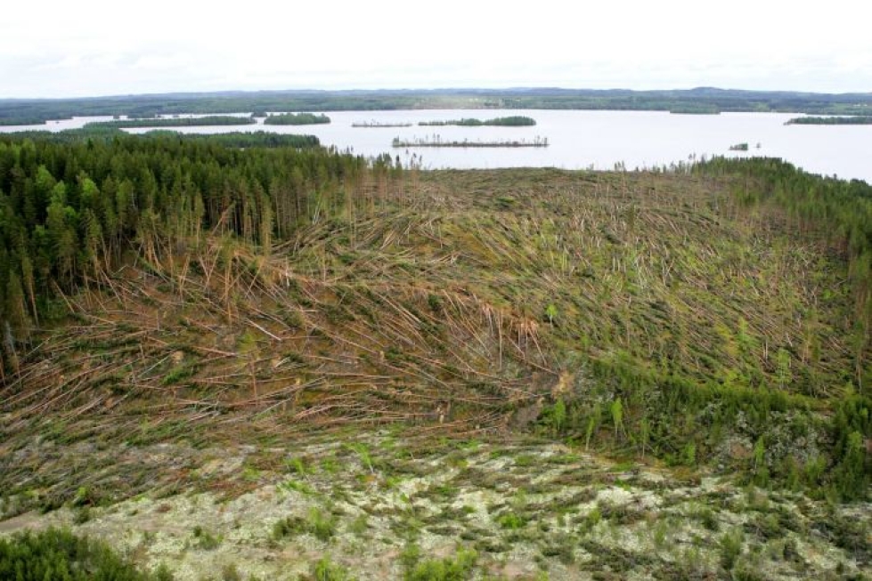 Trombi tuhosi Jouhtenisen saaren metsää Höytiöisellä elokuussa 2004.