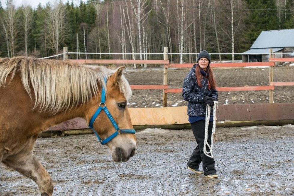 Luonnollista hevostaitoa voi harjoittaa esimerkiksi maastakäsittelyyn tarkoitetussa pyöröaitauksessa. Teija Böök ohjaa suomenhevosruuna Rambon liikkumista kehonkielellään.