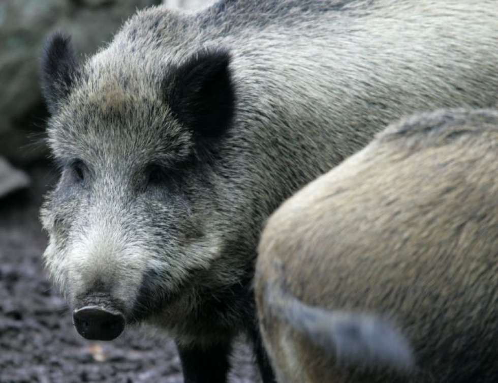 Villisika on saattanut haavoittua metsästyksen yhteydessä, ja poliisin mukaan sikaa on pidettävä ihmiselle vaarallisena. LEHTIKUVA / JUSSI NUKARI