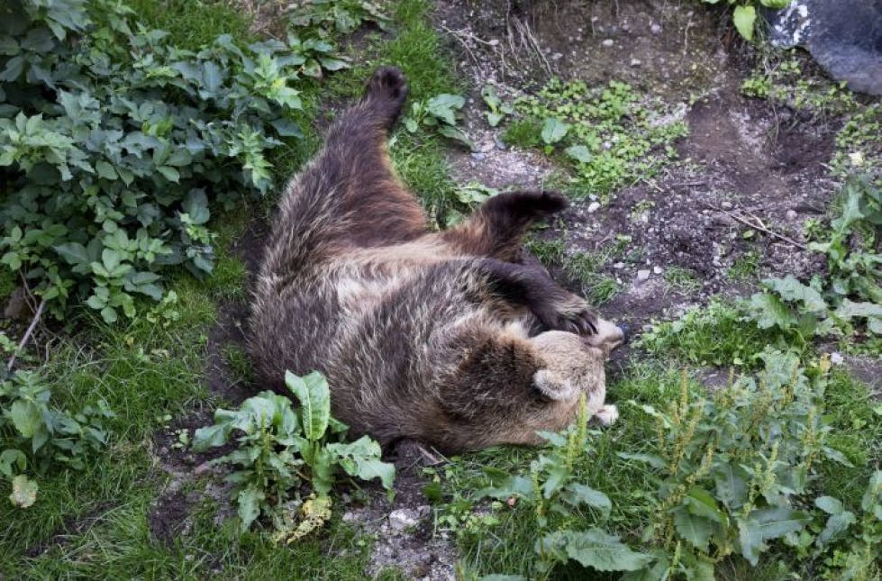 Korkeasaaren karhut heräävät talviuniltaan tavallisesti helmi-maaliskuun vaihteessa. LEHTIKUVA / Emmi Korhonen
