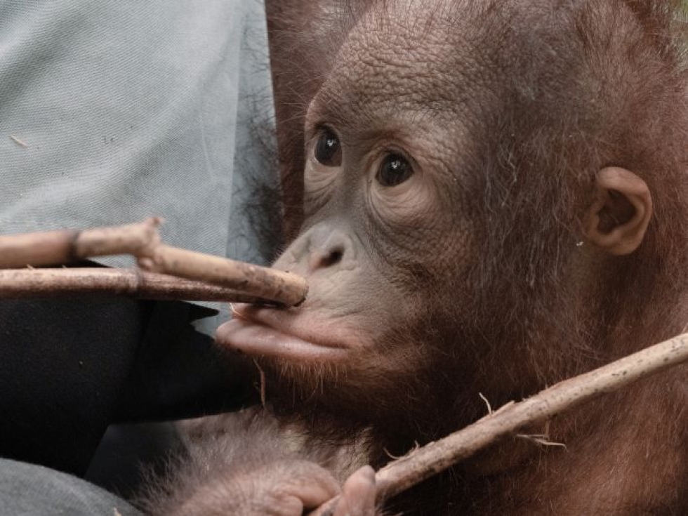 Orangit ovat ihmisen lähisukulaisia.