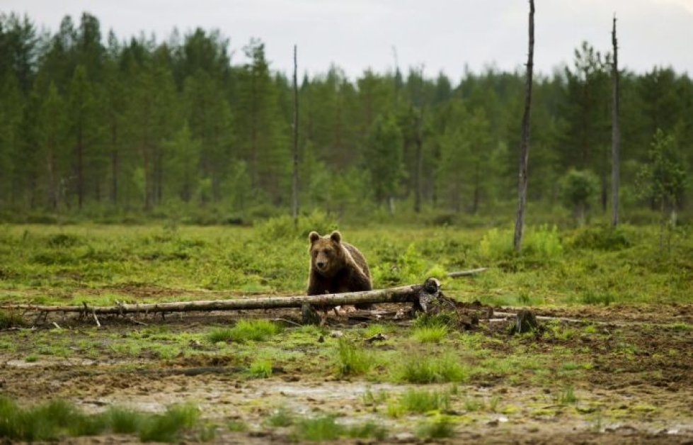 Kuvan karhu ei liity Nurmeksen tapaukseen. LEHTIKUVA / RONI REKOMAA