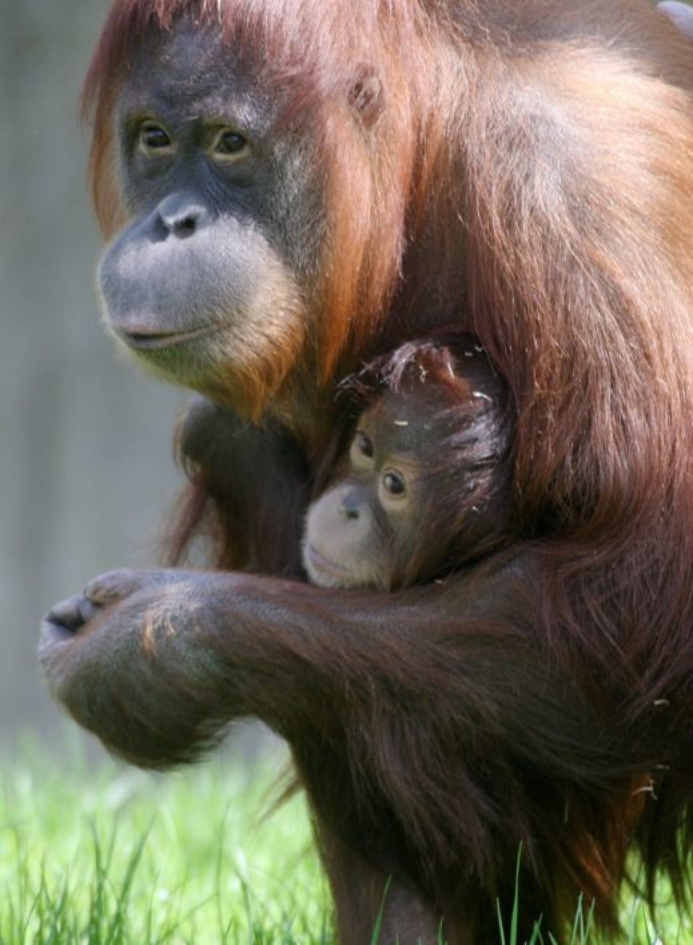 Orangit kuuluvat niihin nisäkkäisiin, joiden elintila on viime vuosikymmeninä kaventunut huomattavasti. Lehtikuva / Jussi Nukari