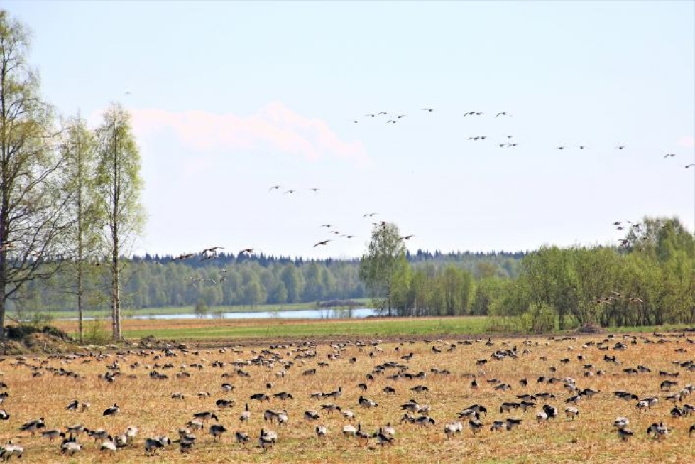 Pelloille pysähtyvät valkoposkihanhet ovat aiheuttaneet suurta vahinkoa maakunnassa etenkin Keski-Karjalassa.