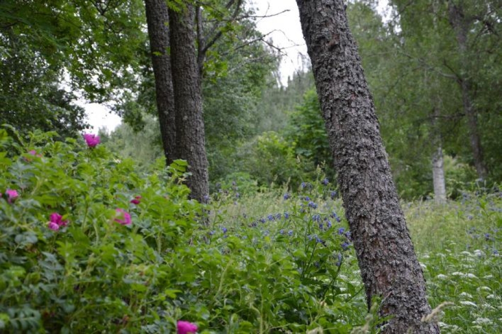 Arboretumissa voi kohdata monenlaisia kasvi- ja puulajeja.