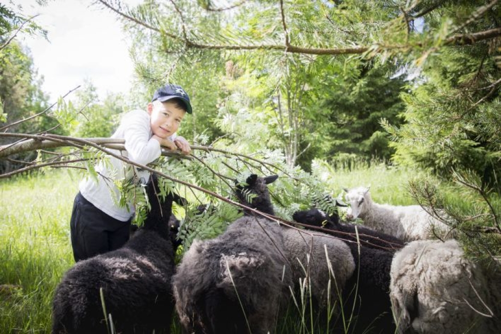 Konsta Järviselle lammaspaimennusviikko tarjoaa mieleistä kesälomatekemistä.