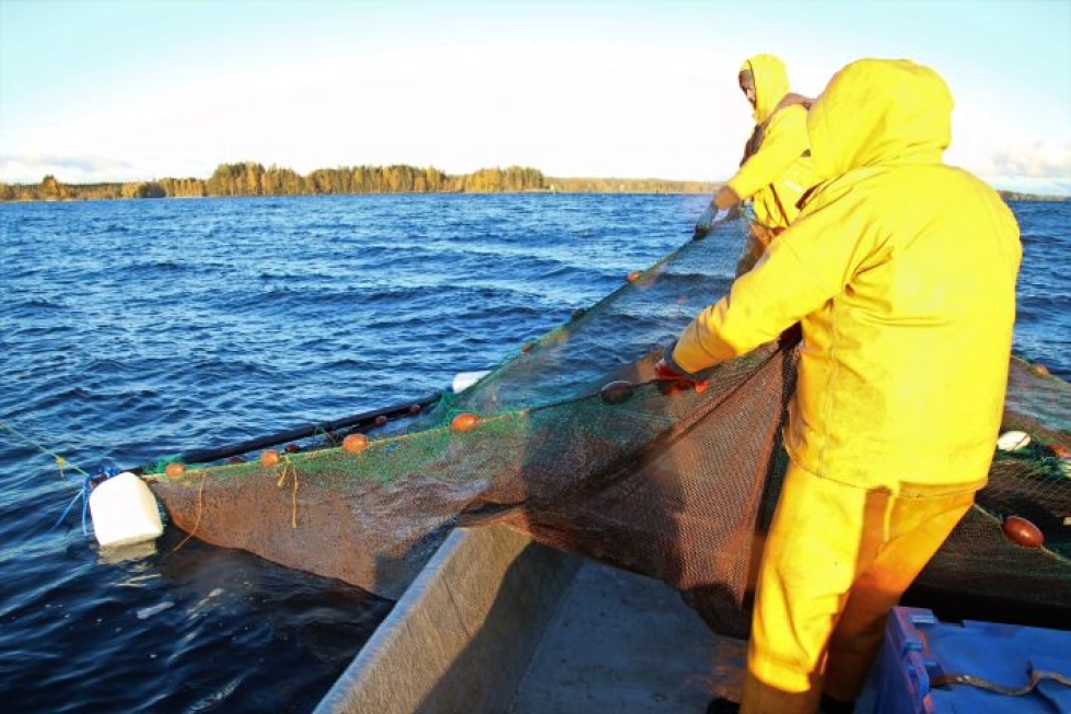 Vesa ja Jukka Turunen kalastavat Pyhäjärvellä, Puruvedellä ja Orivedellä. Sulan veden aikaan pyydetään rysillä, talvella verkoilla.