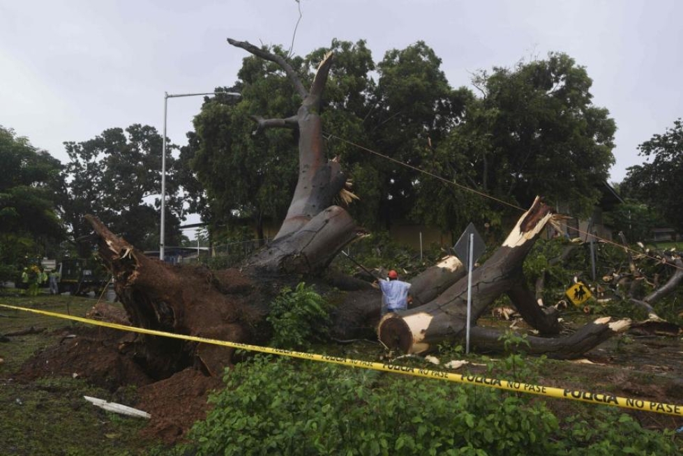 Panama Cityssä pilkottiin eilen puuta, joka kaatuessaan surmasi alle jääneen pojan. LEHTIKUVA/AFP