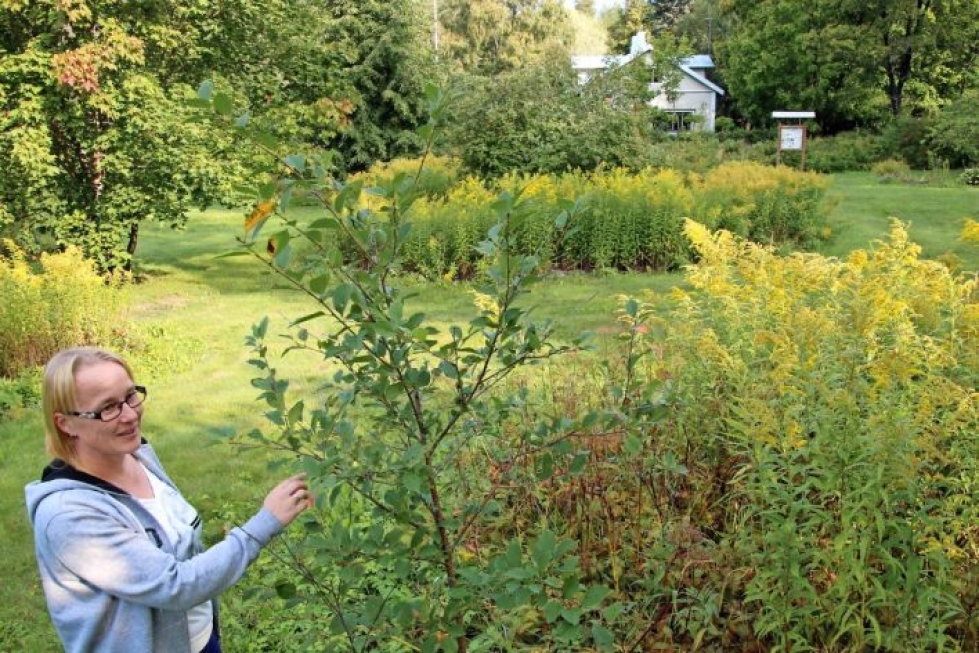 Kunnan perhospuutarhan ovat vallanneet toissijaiset kasvit. Kuvassa 4H:n toiminnanohjaaja Liisa Ahonen.