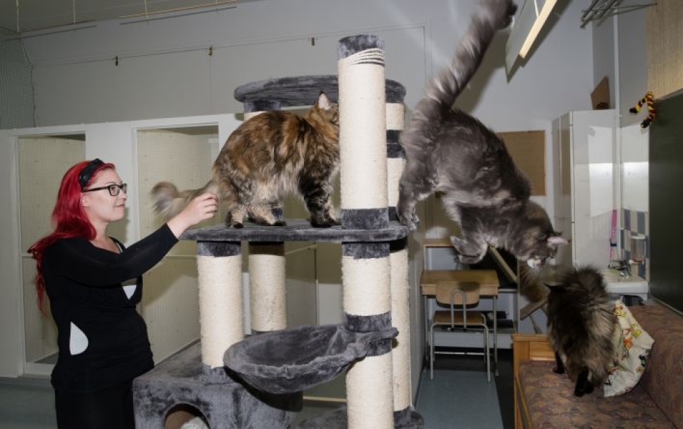 Kissat ja koira on eristetty hoitolassa omiin tiloihinsa. Maine Coon -rotuiset kissat Helka, Oliver ja Kiara ovat Netta Turtiaisella hoidossa.