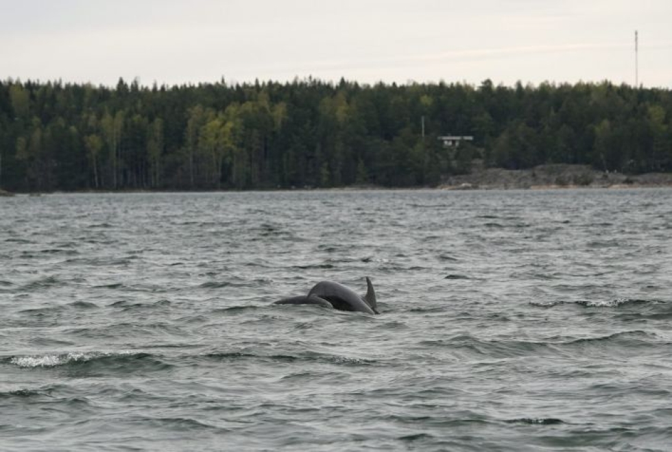 Delfiinejä on nähty Saaristomerellä Kemiönsaaressa Taalintehtaan itä- ja kaakkoispuolisella Bruksfjärdenin alueella. LEHTIKUVA / Olli Loisa