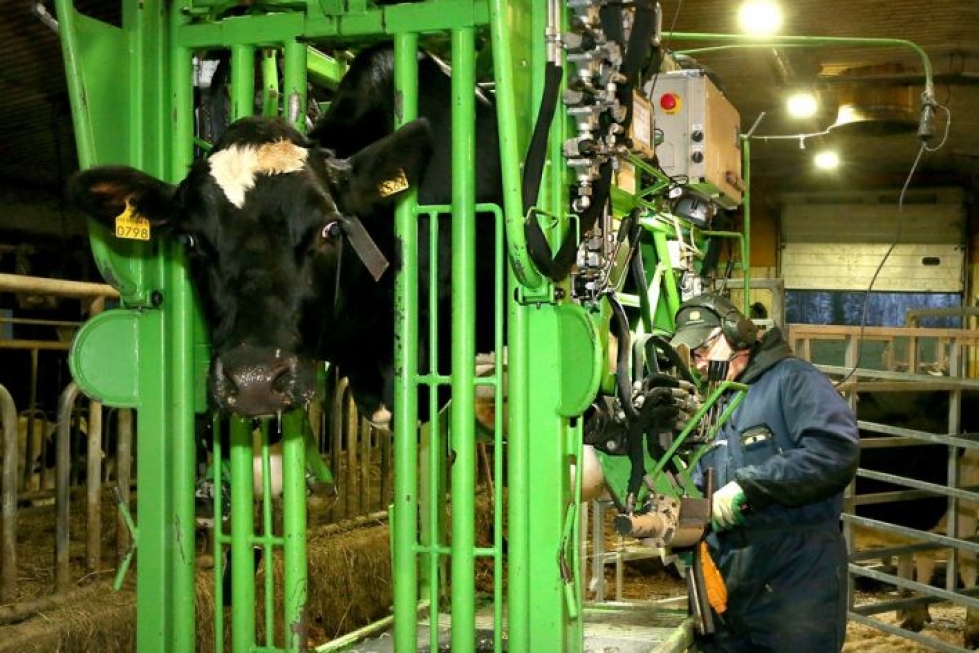 Lentävä lehmä? Ei, vaan lehmä sorkkahoidossa. Tuomo Tukiainen kertoo, että sorkkahoidon ajaksi lehmä nostetaan mahavaljailla ilmaan. 