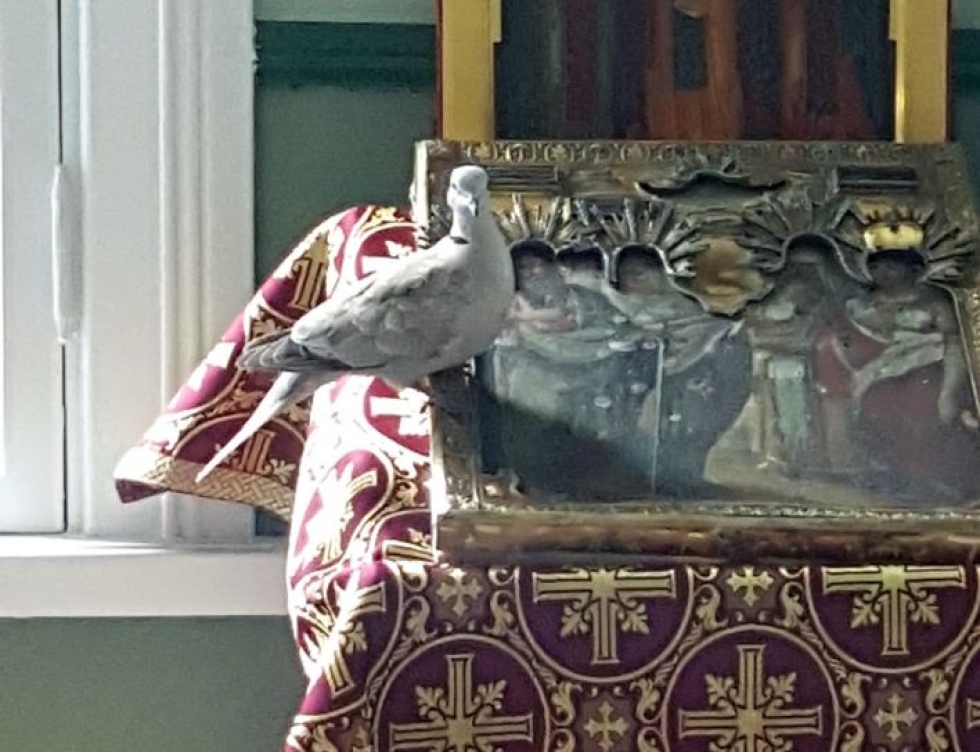 Sonkajanrannan kirkossa vieraillut turkinkyyhky levähti ensin pyhän Hannan ikonin analogin päällä, ja siirtyi sitten korkeammalle akatistoksen kuunteluun. 