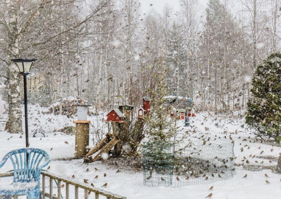 Pikkulintuja, suurimmaksi osaksi järripeippoja, oli Maija Savolaisen pihassa sadoittain. Kuva: Maija Savolainen